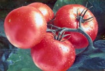 tomatoes